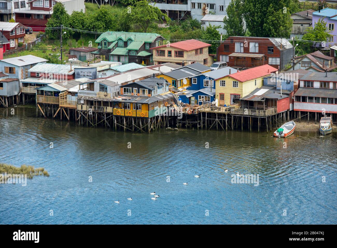 Vue sur les maisons sur pilotis (palafito) avec des cygnes à col noir (Cygnus melancoryphus) nageant sur l'eau dans la ville de Castro sur l'île de Chiloe au sou Banque D'Images