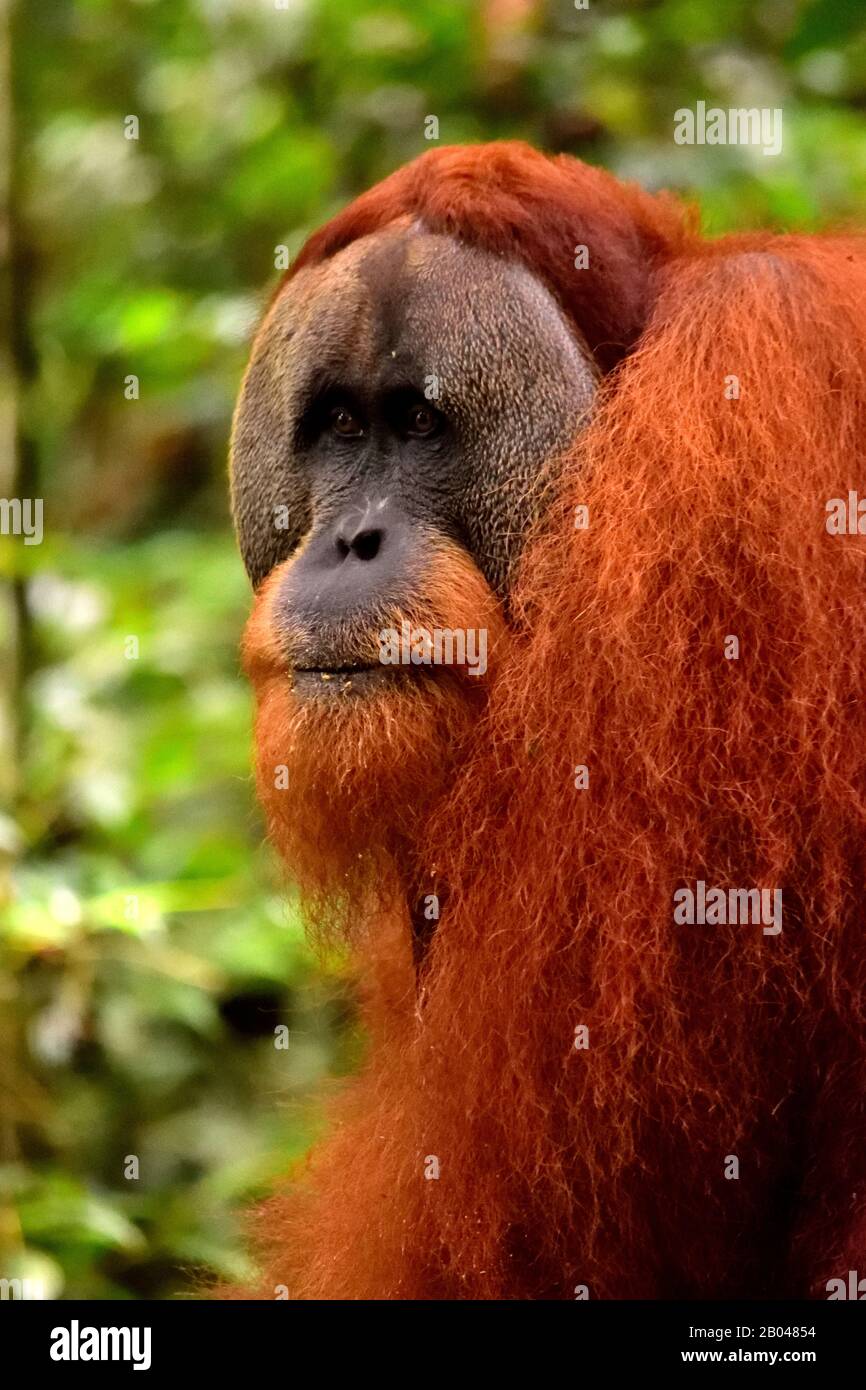 Sumatran orangutan homme dans le parc national de Gunung Leuser Banque D'Images