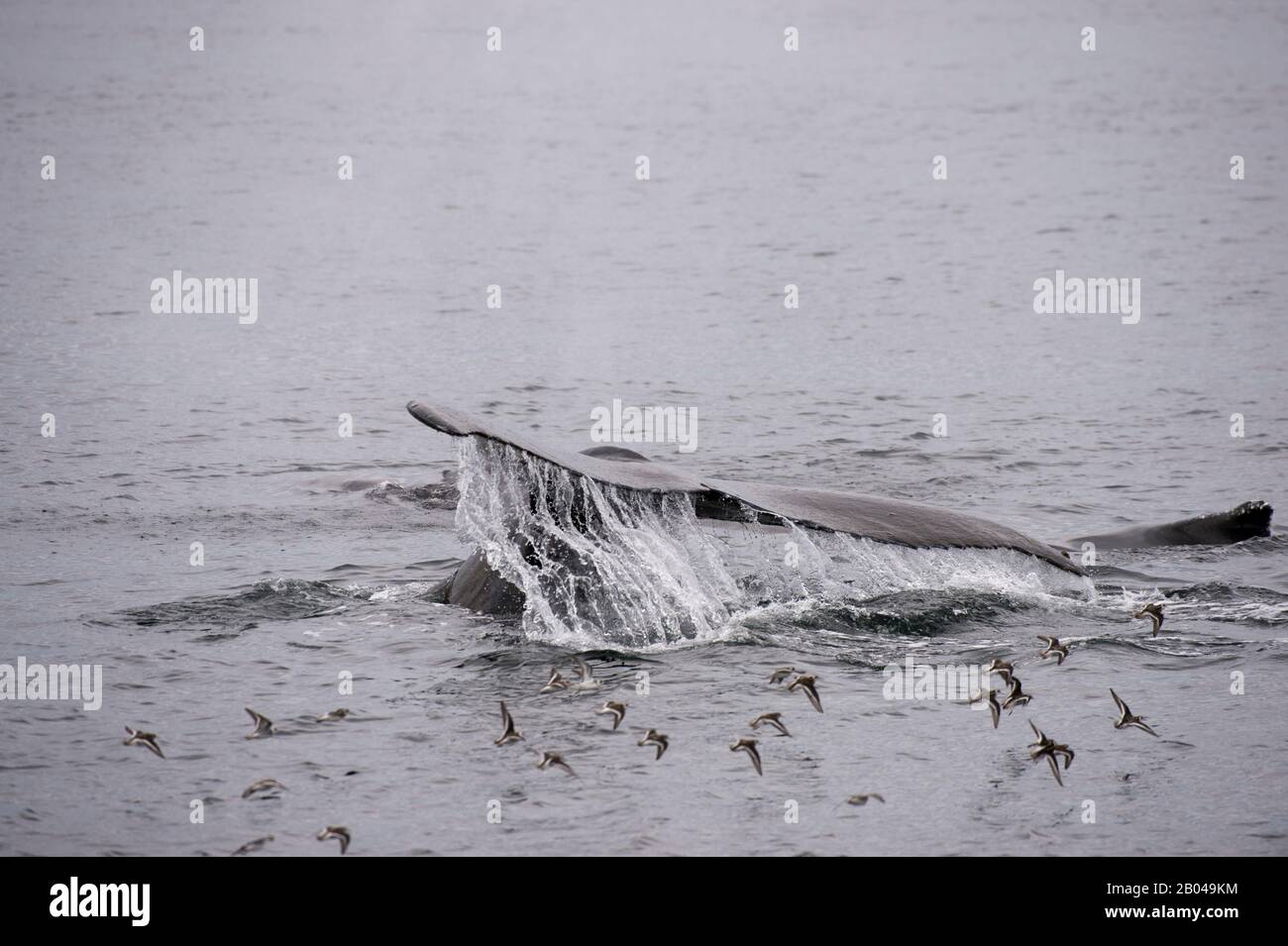 Baleines à bosse (Megaptera novaeangliae) scène de plongée avec Phalaropes cueillant la nourriture à Frederick Sound, Tongass National Forest, sud-est de l'Alaska, États-Unis Banque D'Images