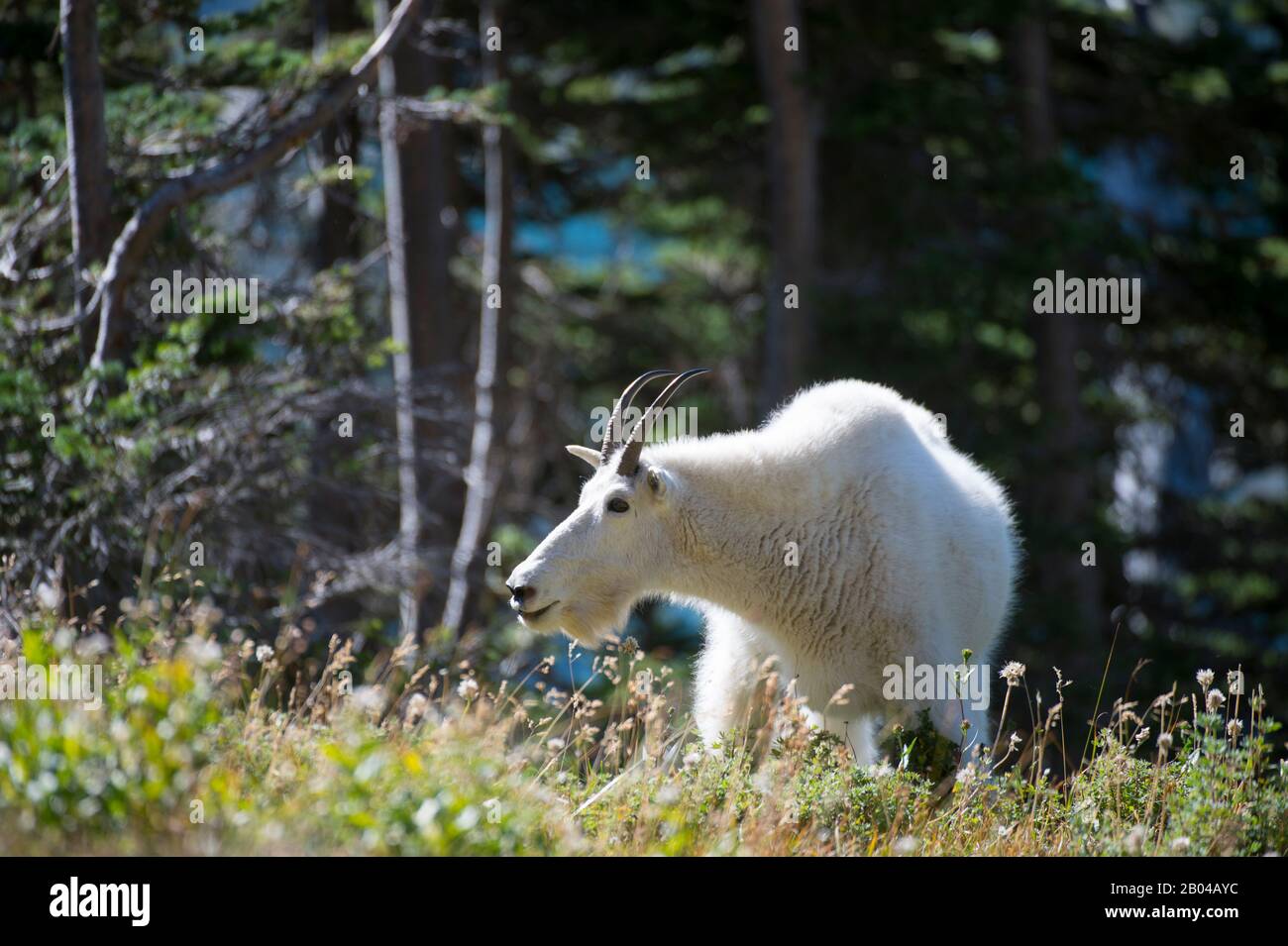 Chèvre de montagne (Oreamnos americanus) au Logan Pass dans le parc national des Glaciers, Montana, États-Unis. Banque D'Images