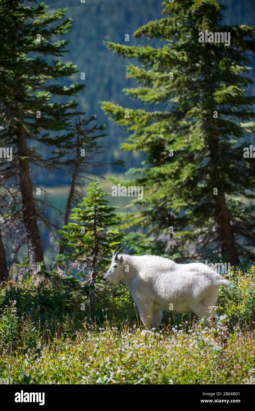 Chèvre de montagne (Oreamnos americanus) au Logan Pass dans le parc national des Glaciers, Montana, États-Unis. Banque D'Images