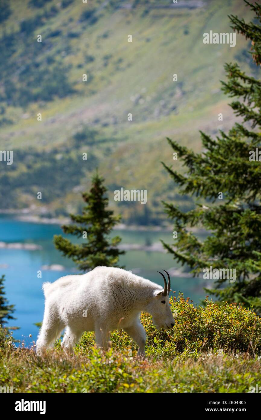 Chèvre de montagne (Oreamnos americanus) au Logan Pass dans le parc national des Glaciers, Montana, États-Unis. Banque D'Images