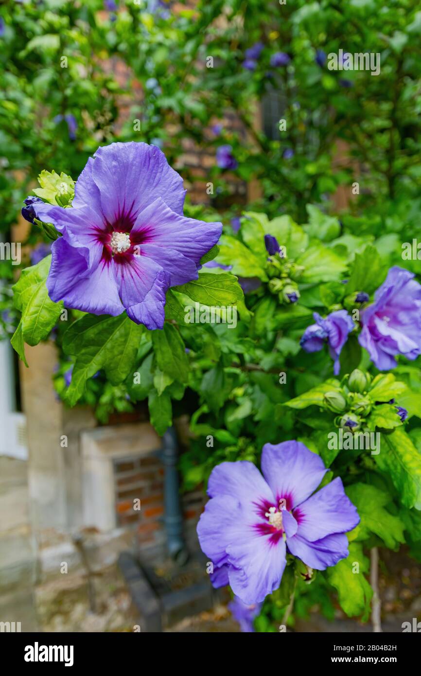 Lilas Hibiscus fleuris au Queens College de Cambrdige, Royaume-Uni Banque D'Images