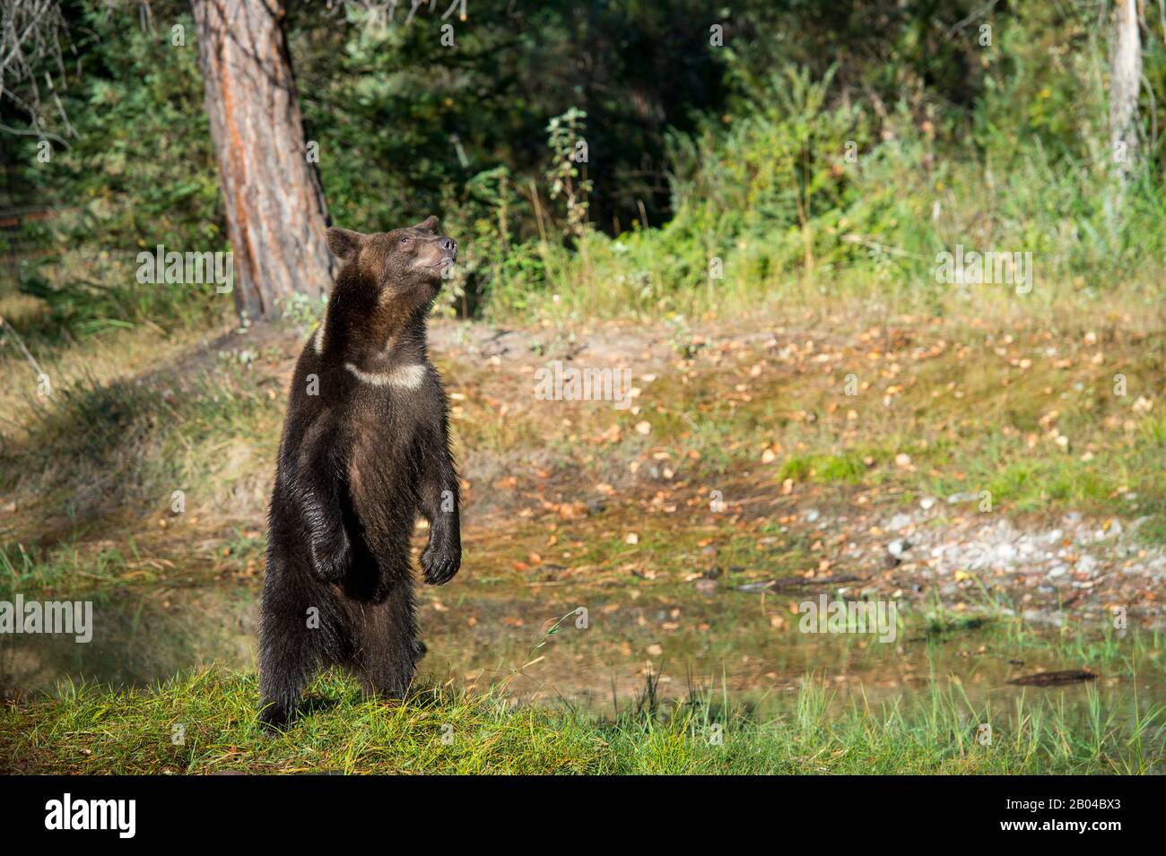 Ours grizzli de deux ans (captif) debout (comportement curieux) au Montana, aux États-Unis. Banque D'Images