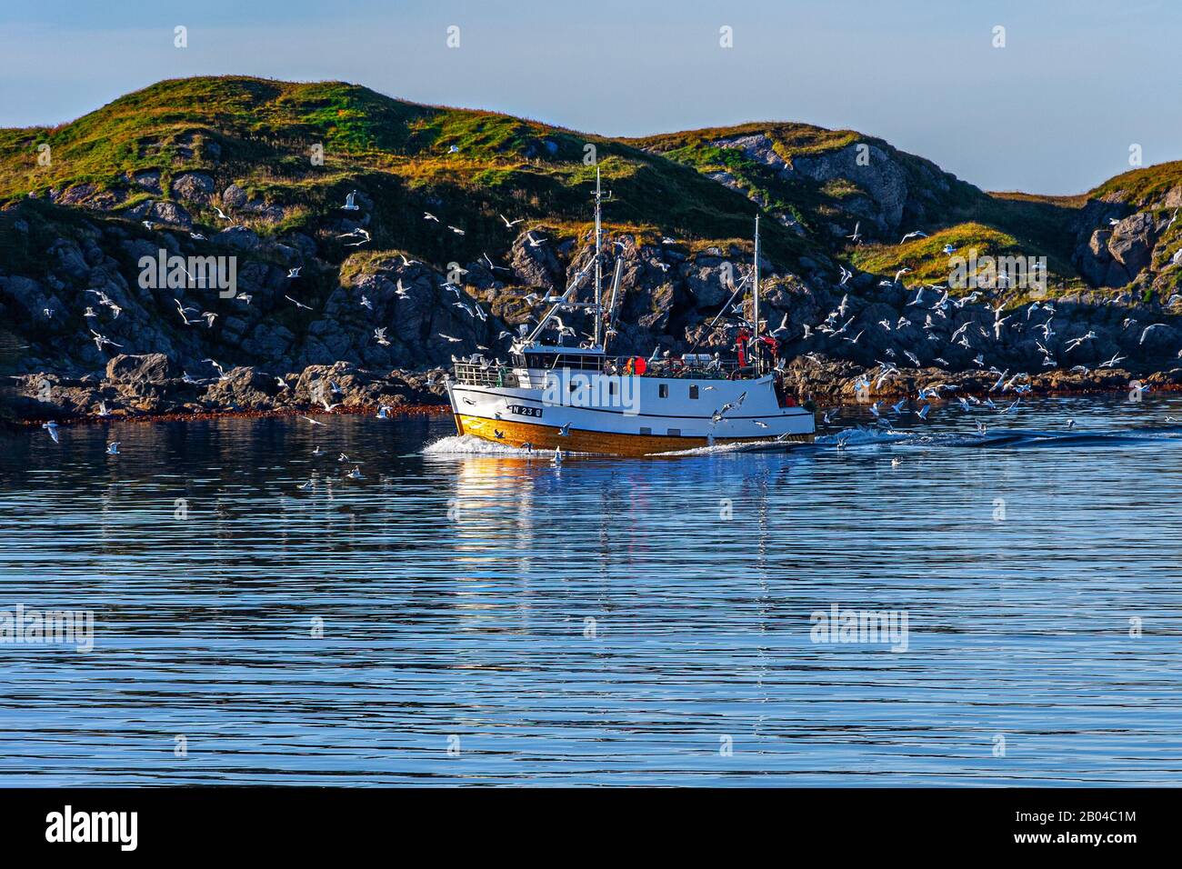 retour du bateau de pêche entouré d'un troupeau de mouettes. Baie de Stø, village de pêcheurs Banque D'Images