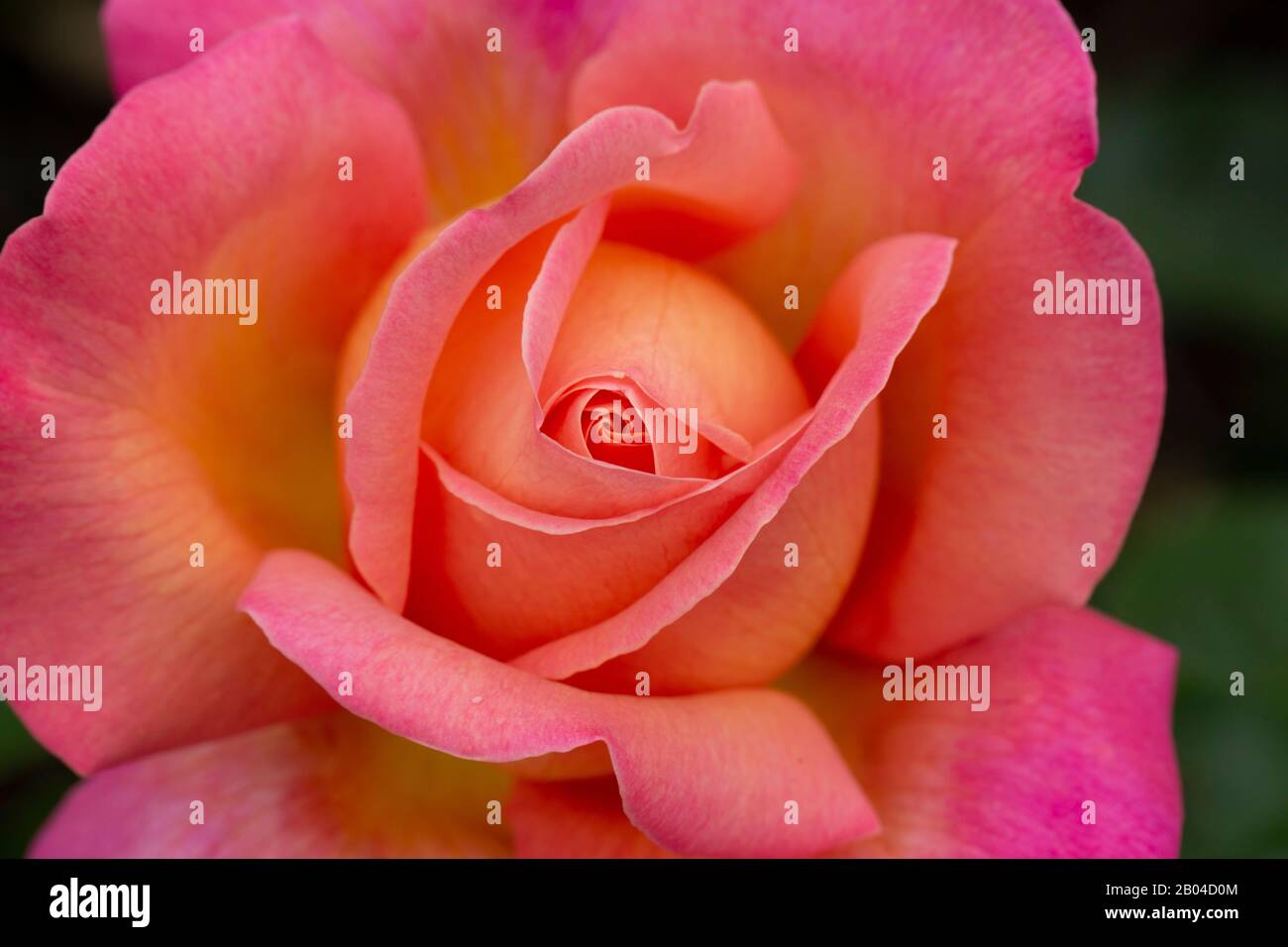les détails d'une rose gorgous en fleur Banque D'Images