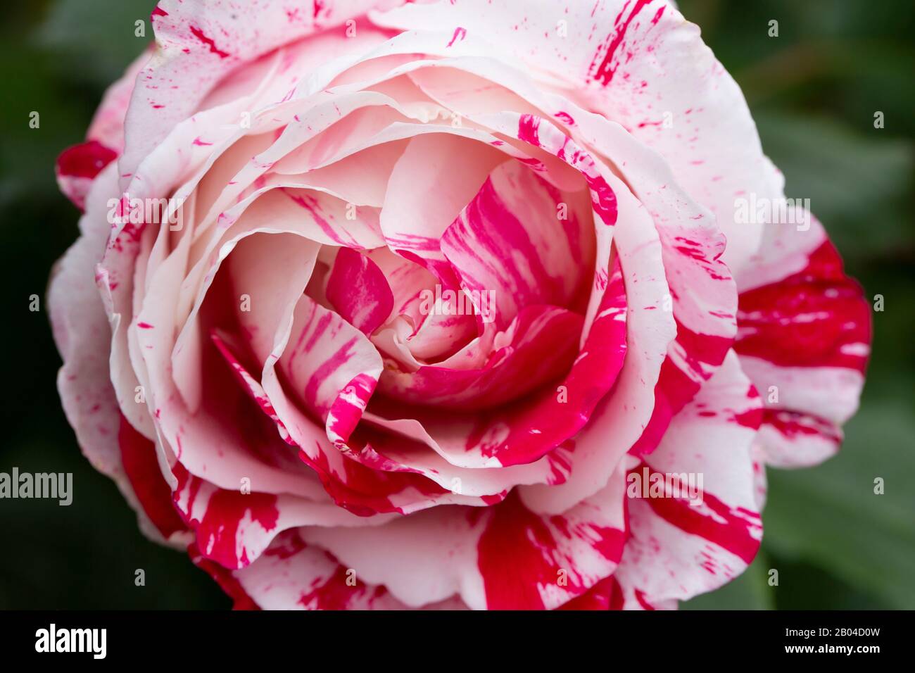 les détails magnifiques d'une rose rouge et blanche en fleur Banque D'Images