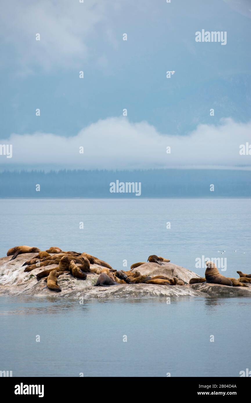 Les otaries de Steller (Eumetopias jubatus) reposent sur l'une des îles de marbre du parc national de Glacier Bay, sud-est de l'Alaska, États-Unis. Banque D'Images