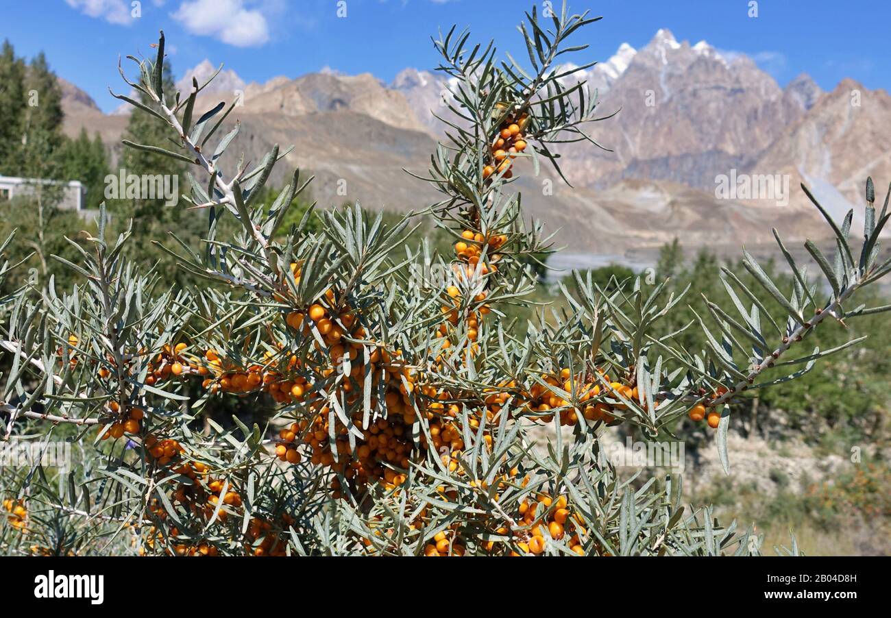berrys argousier dans les montagnes du Pakistan, cônes passu en arrière-plan Banque D'Images