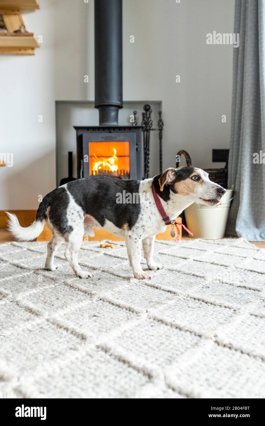 Hébergement pour chiens. Les cabines de luxe glamour Roost dans la forêt de Dean, Gloucestershire Royaume-Uni. Banque D'Images