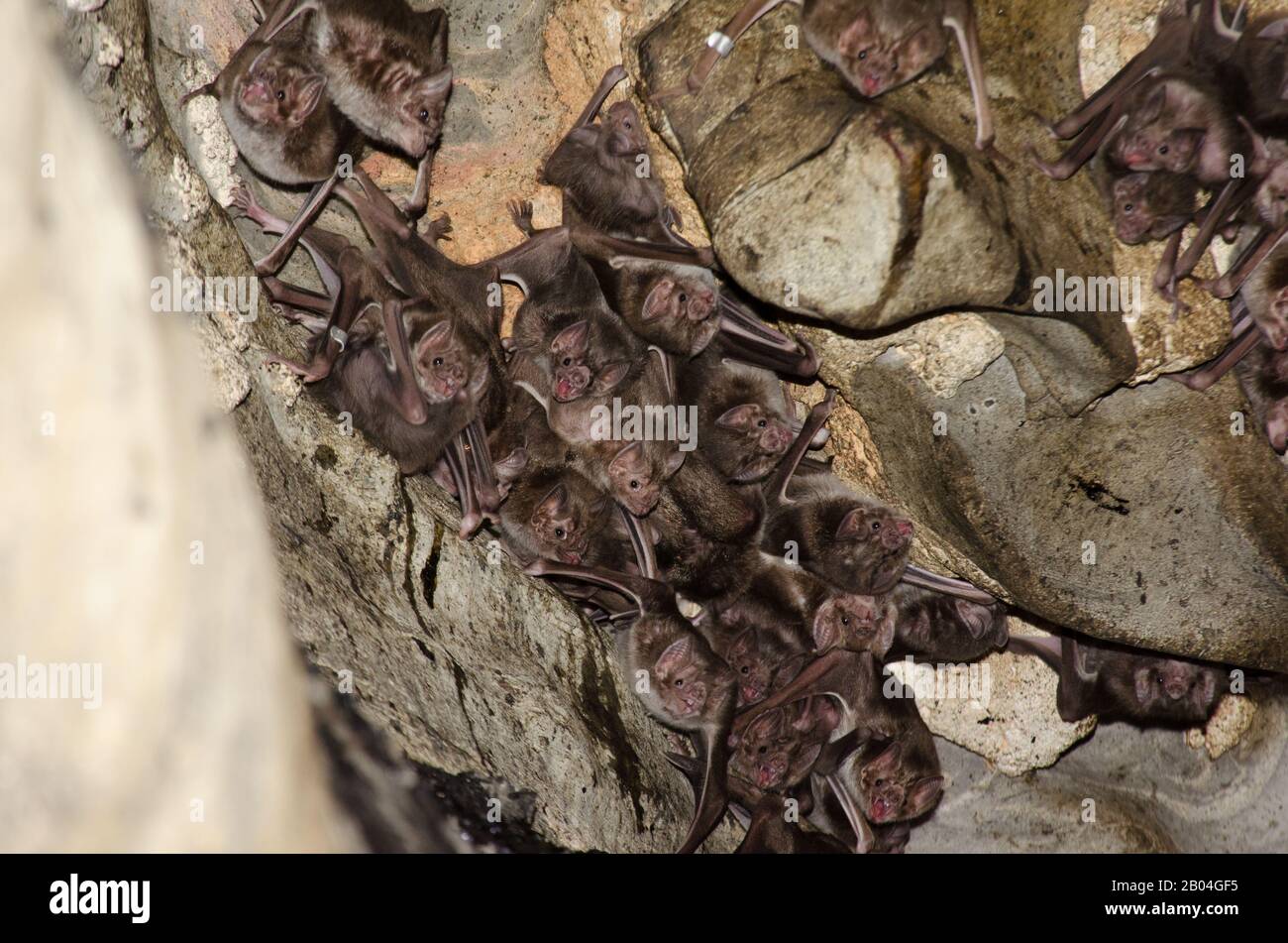 Colonie du Bat de Vampire commun (Desmodus rotundus) dans une grotte calcaire. Banque D'Images