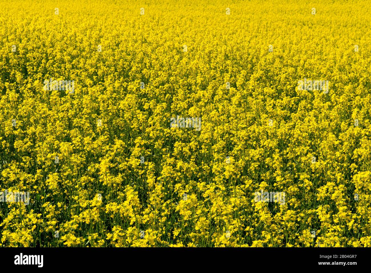 Champ de canola à l'extérieur d'Uniontown, dans le comté de Whitman, dans la Palouse, près de Pullman, État de Washington, États-Unis. Banque D'Images