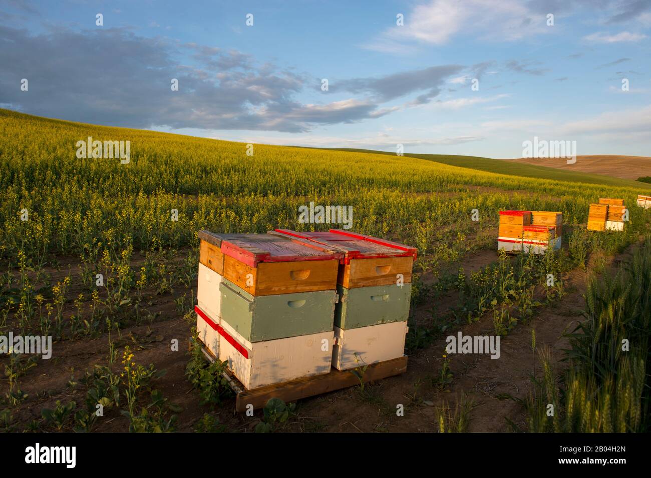 Ruches dans un champ de canola dans le comté de Whitman, dans la région de Palouse, près de Colfax, État de Washington, États-Unis. Banque D'Images