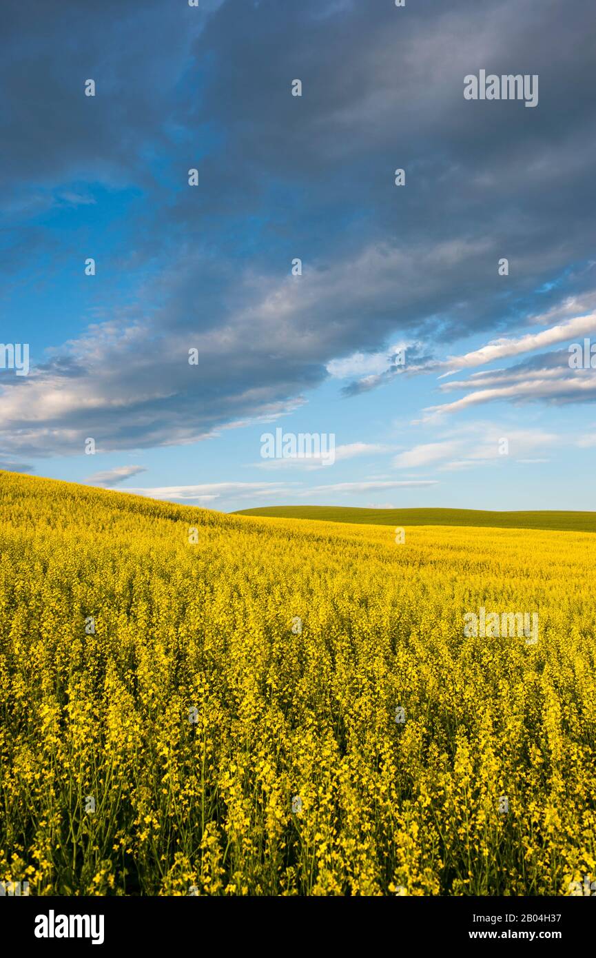 Champ de canola avec nuages dans le comté de Whitman dans la Palouse près de Colfax, État de Washington, États-Unis. Banque D'Images