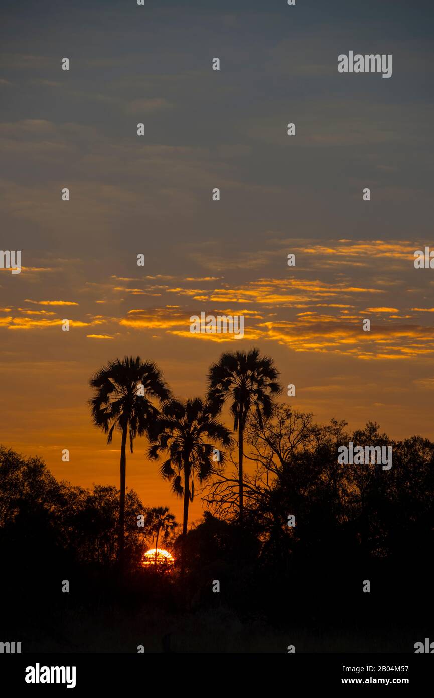 Des arbres ont été tassés contre le ciel du matin près de Chitabe dans le delta de l'Okavango, dans la partie nord du Botswana. Banque D'Images