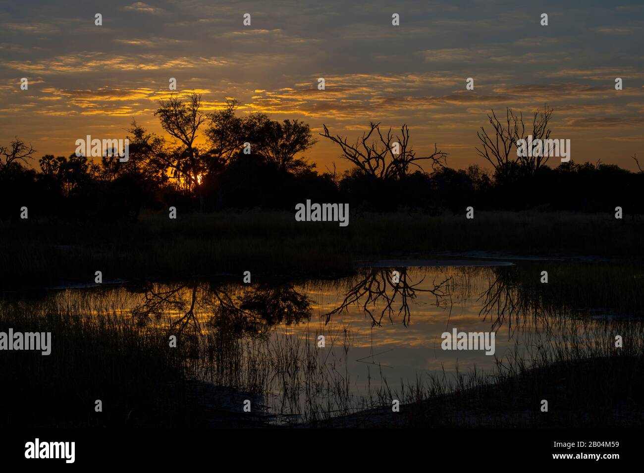 Des arbres ont été tassés contre le ciel du matin, se reflétant dans un étang près de Chitabe dans le delta de l'Okavango, dans la partie nord du Botswana. Banque D'Images