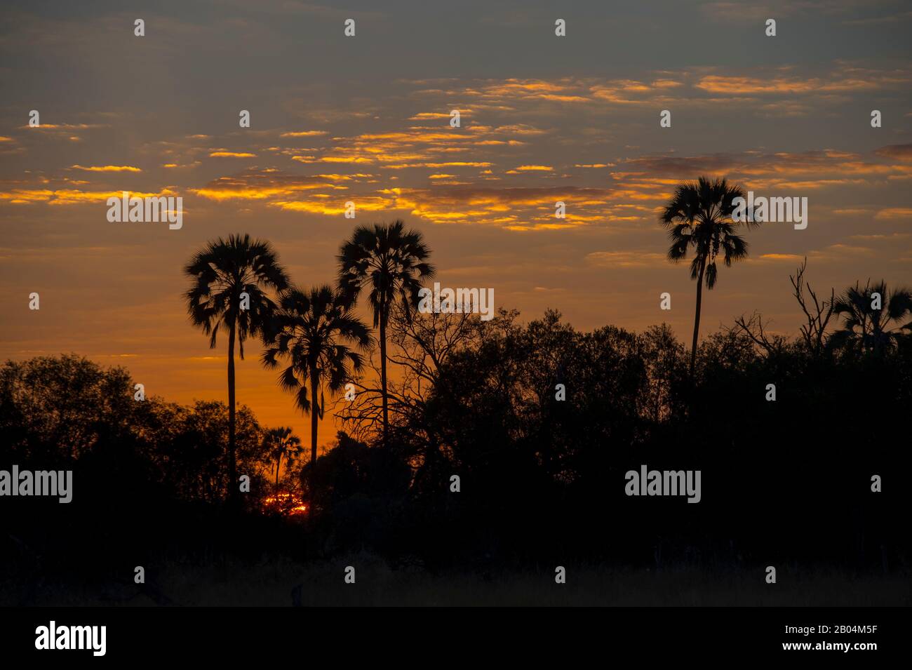 Des arbres ont été tassés contre le ciel du matin près de Chitabe dans le delta de l'Okavango, dans la partie nord du Botswana. Banque D'Images