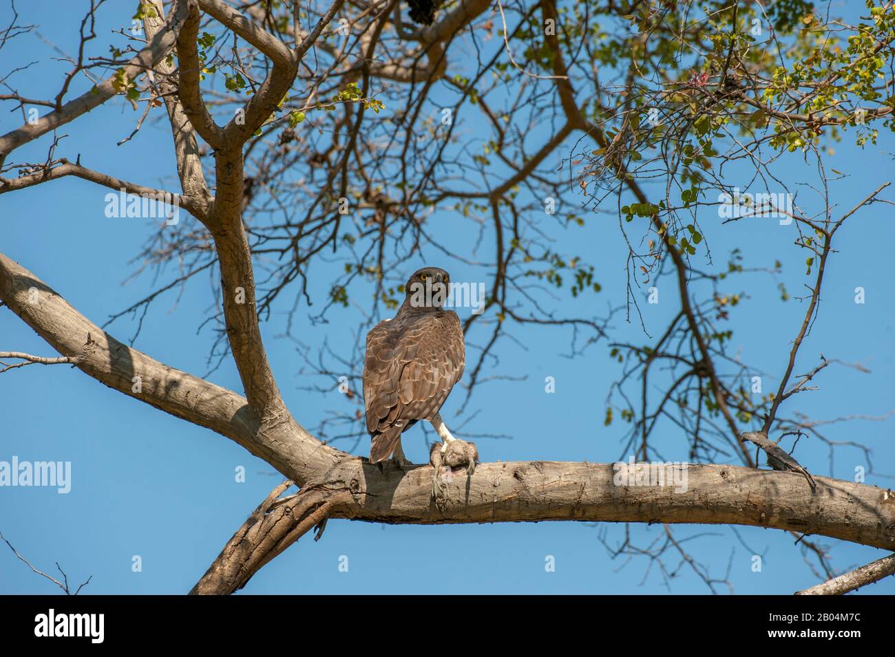 Aigle Martial juvénile (Polemaetus bellicosus) assis dans l'arbre avec le canard capturé près de Chitabe dans le delta de l'Okavango dans la partie nord du Botswana. Banque D'Images