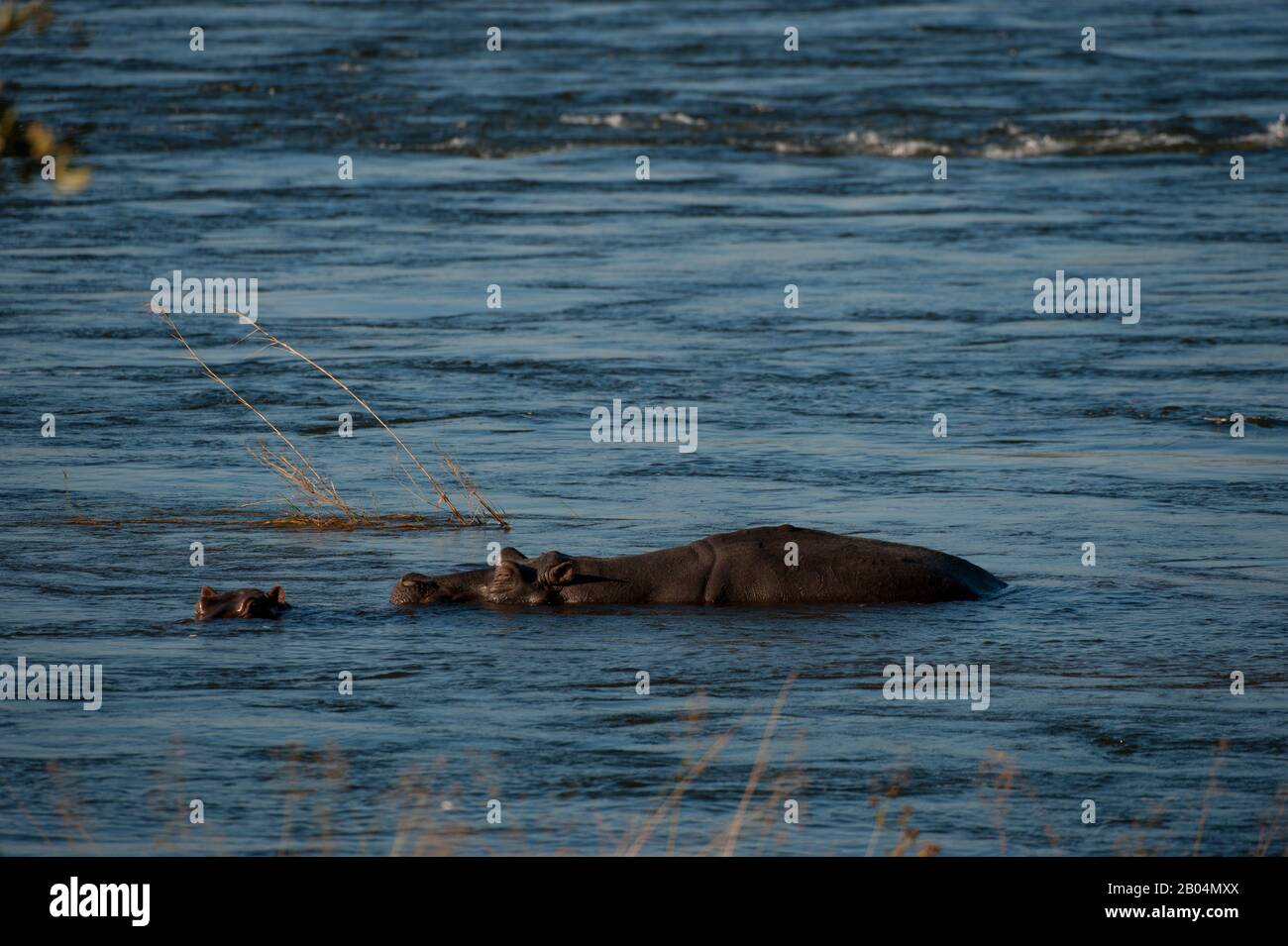 Hippopotamus (Hippopotamus amphibius) dans la rivière Zambèze dans le parc national de Mosi-oa-Tunya près de Livingston en Zambie. Banque D'Images