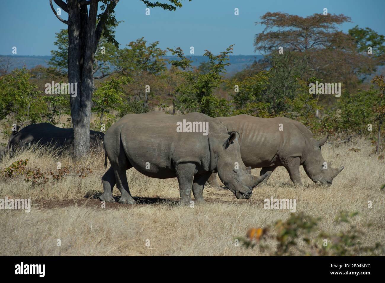 Un groupe de rhinocéros blancs (Ceratotherium simum) dans le parc national Mosi-oa-Tunya près de Livingston en Zambie. Banque D'Images
