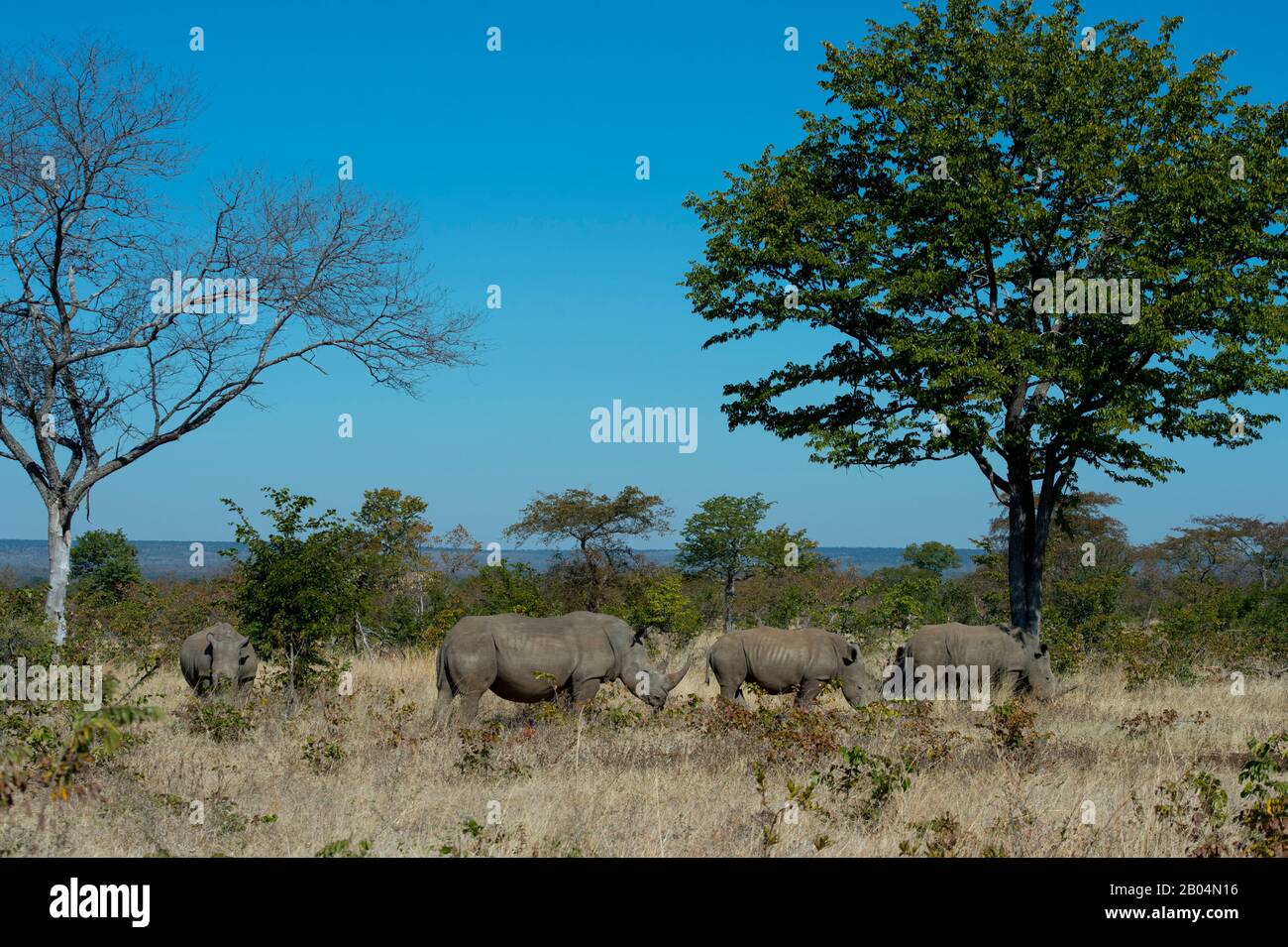 Un groupe de rhinocéros blancs (Ceratotherium simum) dans le parc national Mosi-oa-Tunya près de Livingston en Zambie. Banque D'Images