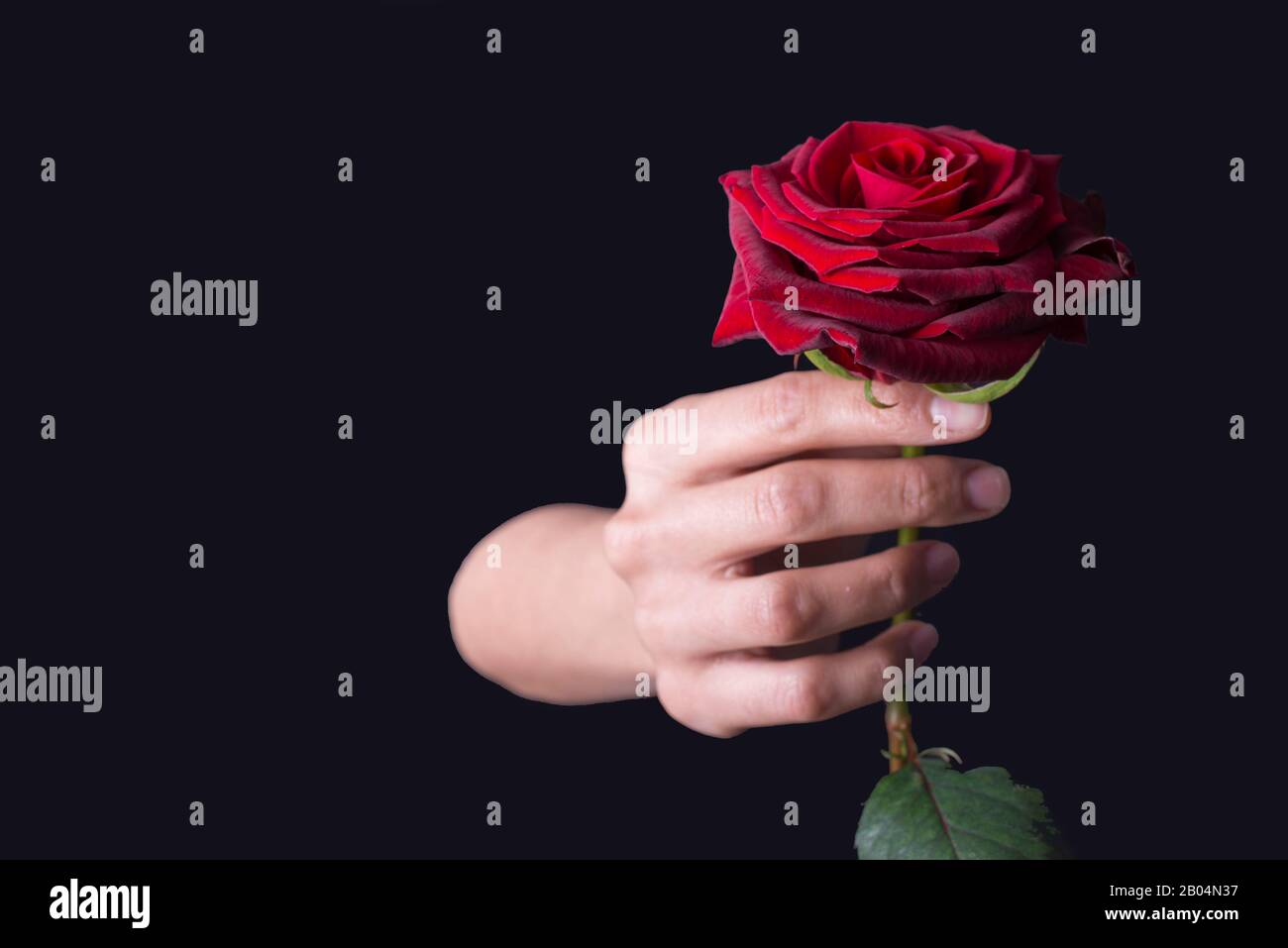 Une belle rose rouge avec les mains de la femme main de la femme tient une  fleur de rose rouge, sur un fond noir. Vacances le jour de la  Saint-Valentin. Saint Valentin