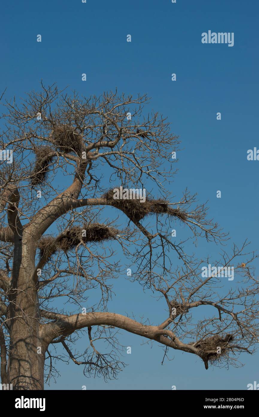 Le tisserand Buffalo commun niche dans un arbre du parc national de South Luangwa, dans l'est de la Zambie. Banque D'Images