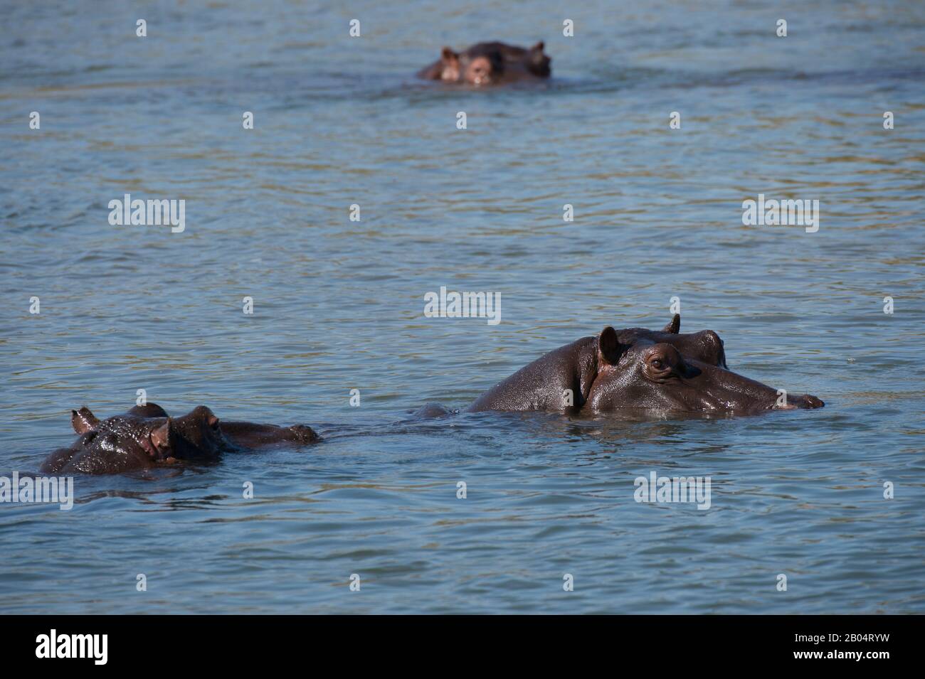 La rivière Sabie avec des hippopotames dans la Réserve de jeux de Sai Sands adjacente au parc national Kruger en Afrique du Sud. Banque D'Images