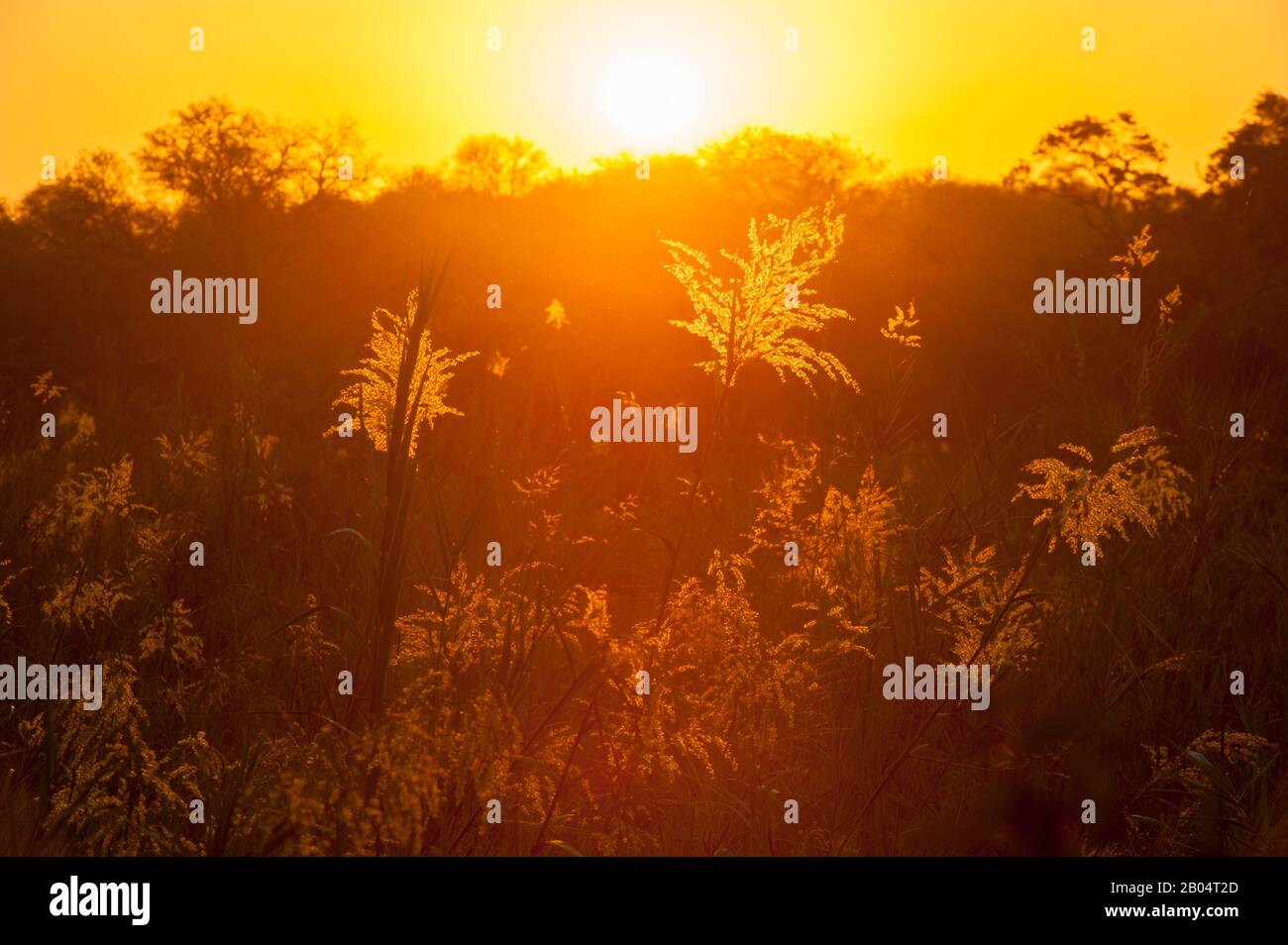 Herbes au coucher du soleil le long de la rivière Sand dans la Réserve de jeu de Sali Sands adjacente au parc national Kruger en Afrique du Sud. Banque D'Images