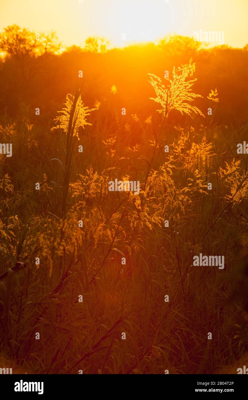 Herbes au coucher du soleil le long de la rivière Sand dans la Réserve de jeu de Sali Sands adjacente au parc national Kruger en Afrique du Sud. Banque D'Images