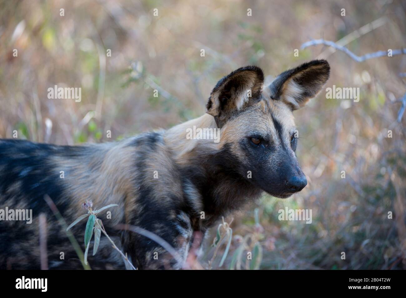 Gros plan sur le chien sauvage africain (Lycaon pictus) dans la Réserve de jeux de Sali Sands adjacente au parc national Kruger en Afrique du Sud. Banque D'Images Gros plan sur le chien sauvage africain (Lycaon pictus) dans la Réserve de jeux de Sali Sands adjacente au parc national Kruger en Afrique du Sud. Banque D'Images