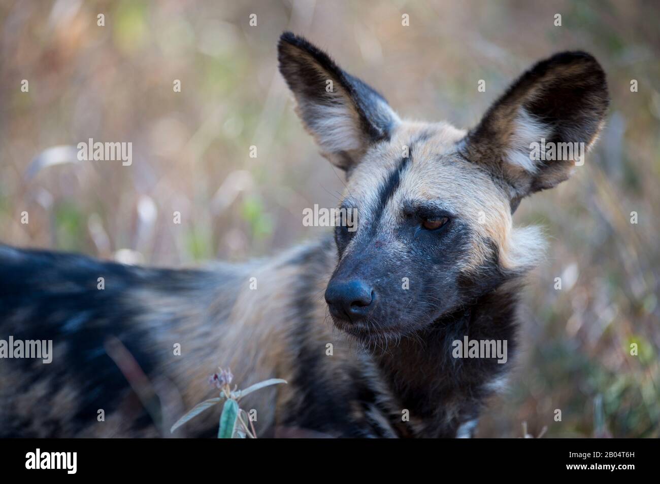 Gros plan sur le chien sauvage africain (Lycaon pictus) dans la Réserve de jeux de Sali Sands adjacente au parc national Kruger en Afrique du Sud. Banque D'Images Gros plan sur le chien sauvage africain (Lycaon pictus) dans la Réserve de jeux de Sali Sands adjacente au parc national Kruger en Afrique du Sud. Banque D'Images