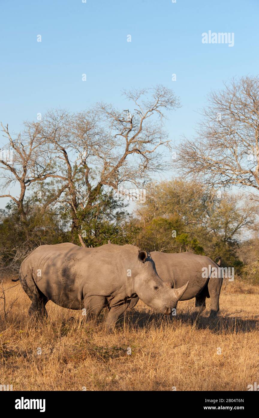 Rhinocéros blancs ou rhinocéros à limage carré (Ceratotherium simum) dans la Réserve de gibier de Sali Sands adjacente au parc national Kruger en Afrique du Sud Banque D'Images