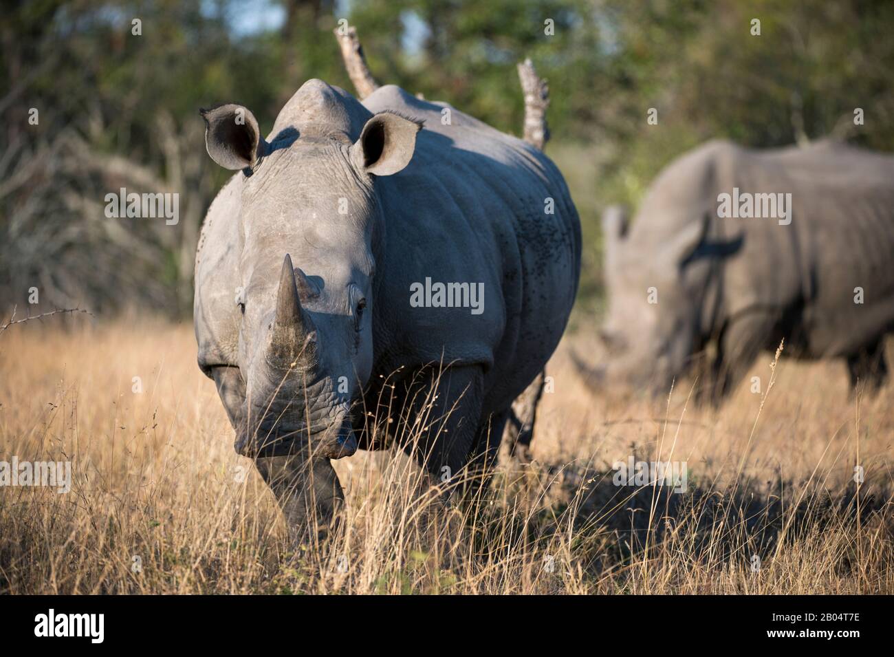 Rhinocéros blancs ou rhinocéros à limage carré (Ceratotherium simum) dans la Réserve de gibier de Sali Sands adjacente au parc national Kruger en Afrique du Sud Banque D'Images