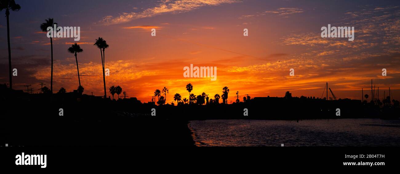 Silhouette d'arbres sur la plage, Newport Beach, Californie, États-Unis Banque D'Images