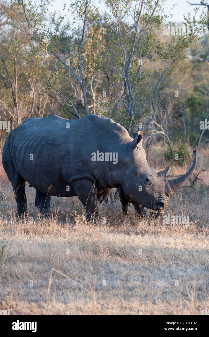Rhinocéros blancs femelles ou rhinocéros à limage carré (Ceratotherium simum) pacage dans la Réserve de gibier de Sai Sands adjacente au parc national Kruger Banque D'Images