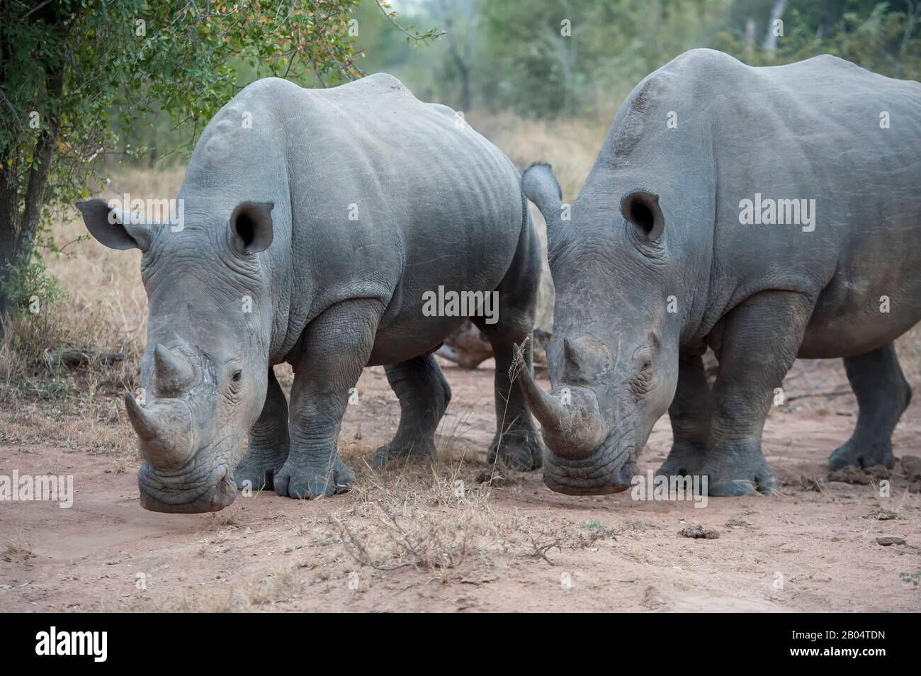 Rhinocéros blancs ou rhinocéros à limage carré (Ceratotherium simum) dans la Réserve de gibier de Sali Sands adjacente au parc national Kruger en Afrique du Sud Banque D'Images