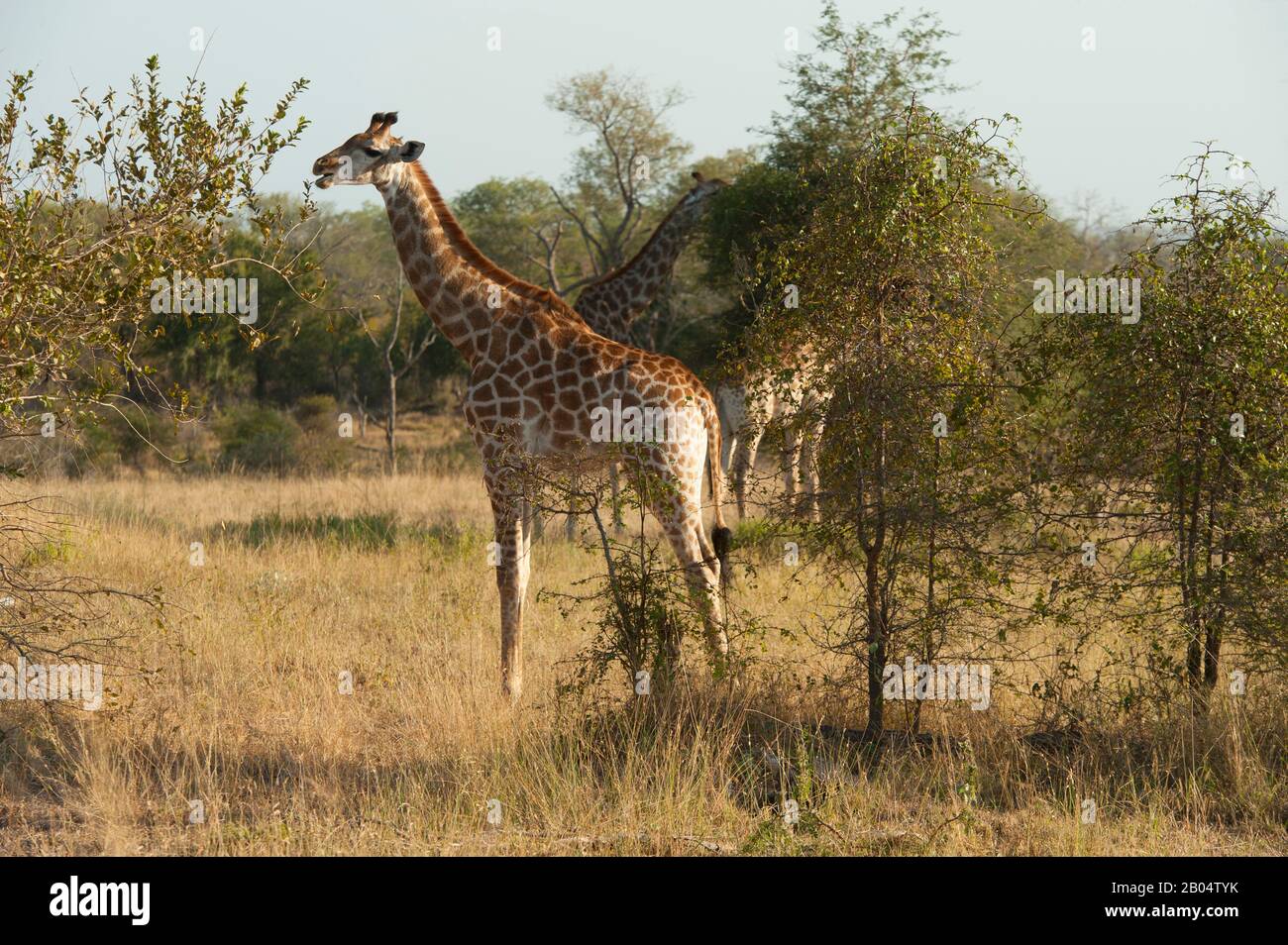 Girafes d'Afrique du Sud (Giraffa camelopardalis giraffa) dans la Réserve de jeux de Sali Sands adjacente au parc national Kruger en Afrique du Sud. Banque D'Images