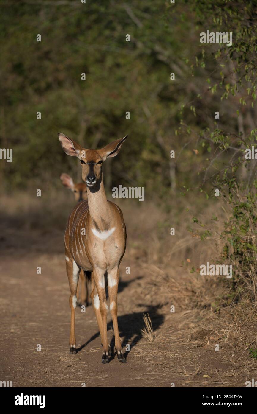 La femelle de Nyala (Nyala angasii ou Tragelaphus angasii), également appelée inyala, est une antilope dans la Réserve de jeu de Sai Sands adjacente au Kruger National Banque D'Images