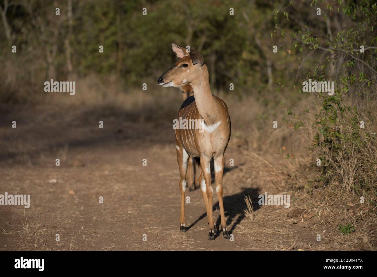 La femelle de Nyala (Nyala angasii ou Tragelaphus angasii), également appelée inyala, est une antilope dans la Réserve de jeu de Sai Sands adjacente au Kruger National Banque D'Images