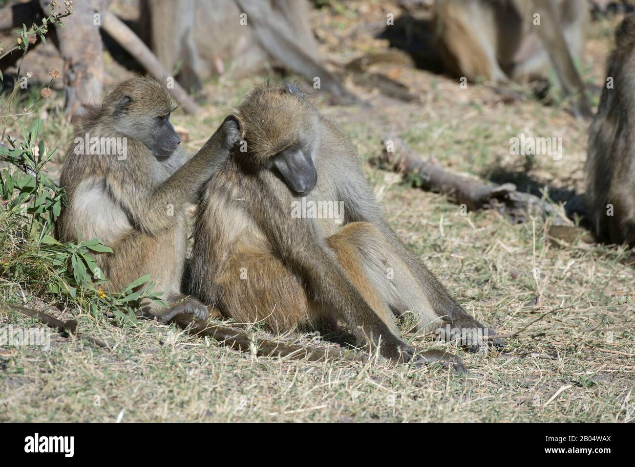 Babouons de Chacma (Papio ursinus) toilettage et réchauffement le matin au soleil à la Réserve de Linyanti près du canal de Savuti dans la partie nord de Botcygne Banque D'Images