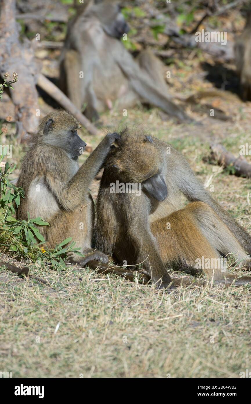 Babouons de Chacma (Papio ursinus) toilettage et réchauffement le matin au soleil à la Réserve de Linyanti près du canal de Savuti dans la partie nord de Botcygne Banque D'Images