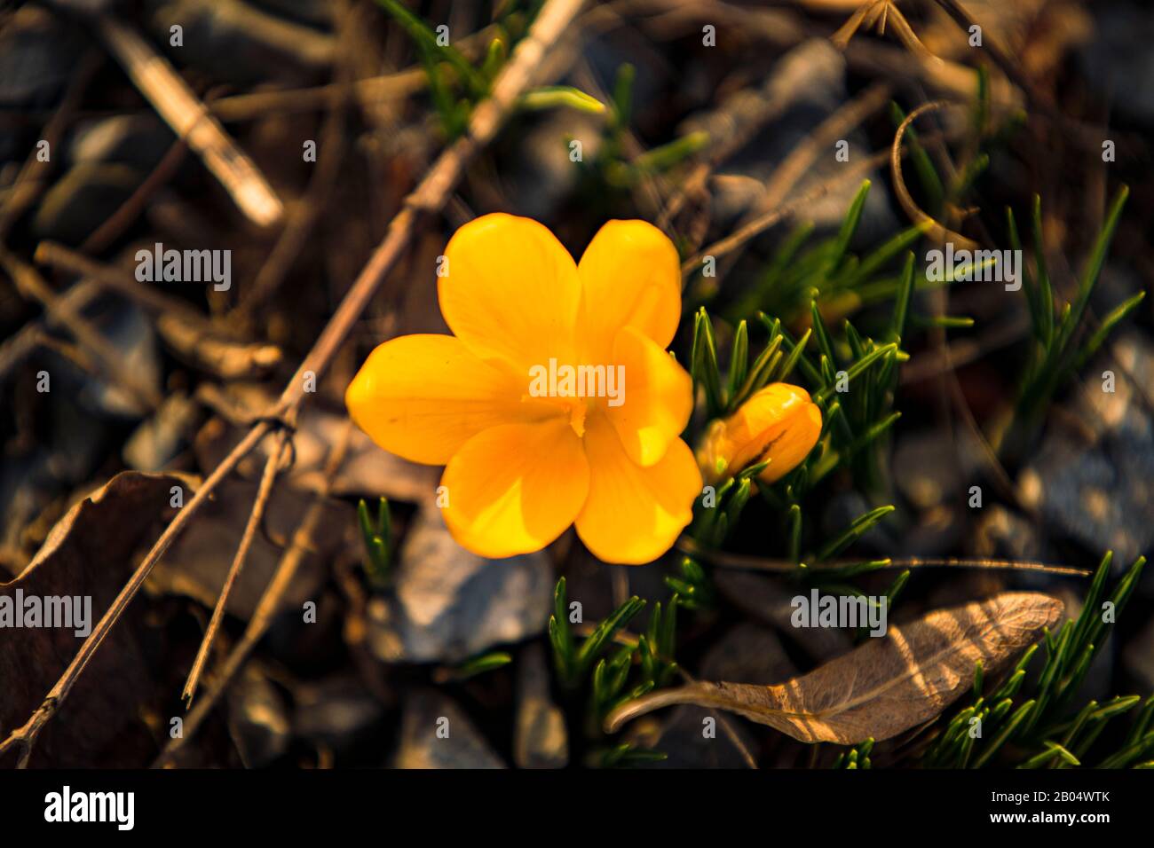 Les premiers cerisiers en fleurs annoncent le printemps Banque D'Images