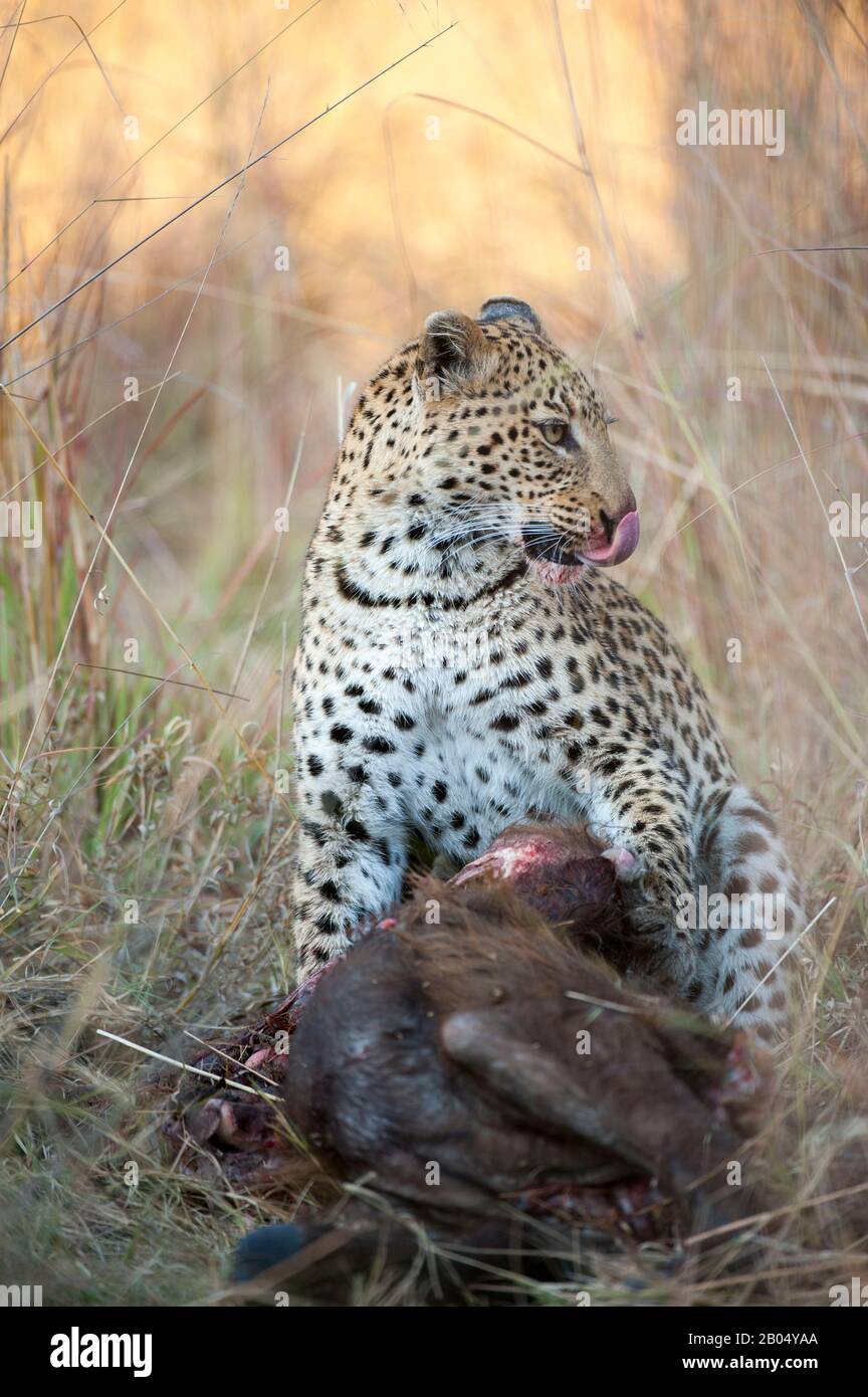 Un léopard (Panthera pardus) se nourrit d'un veau de buffle du Cap près des plaines de Vumphra dans le delta de l'Okavango, dans la partie nord du Botswana. Banque D'Images