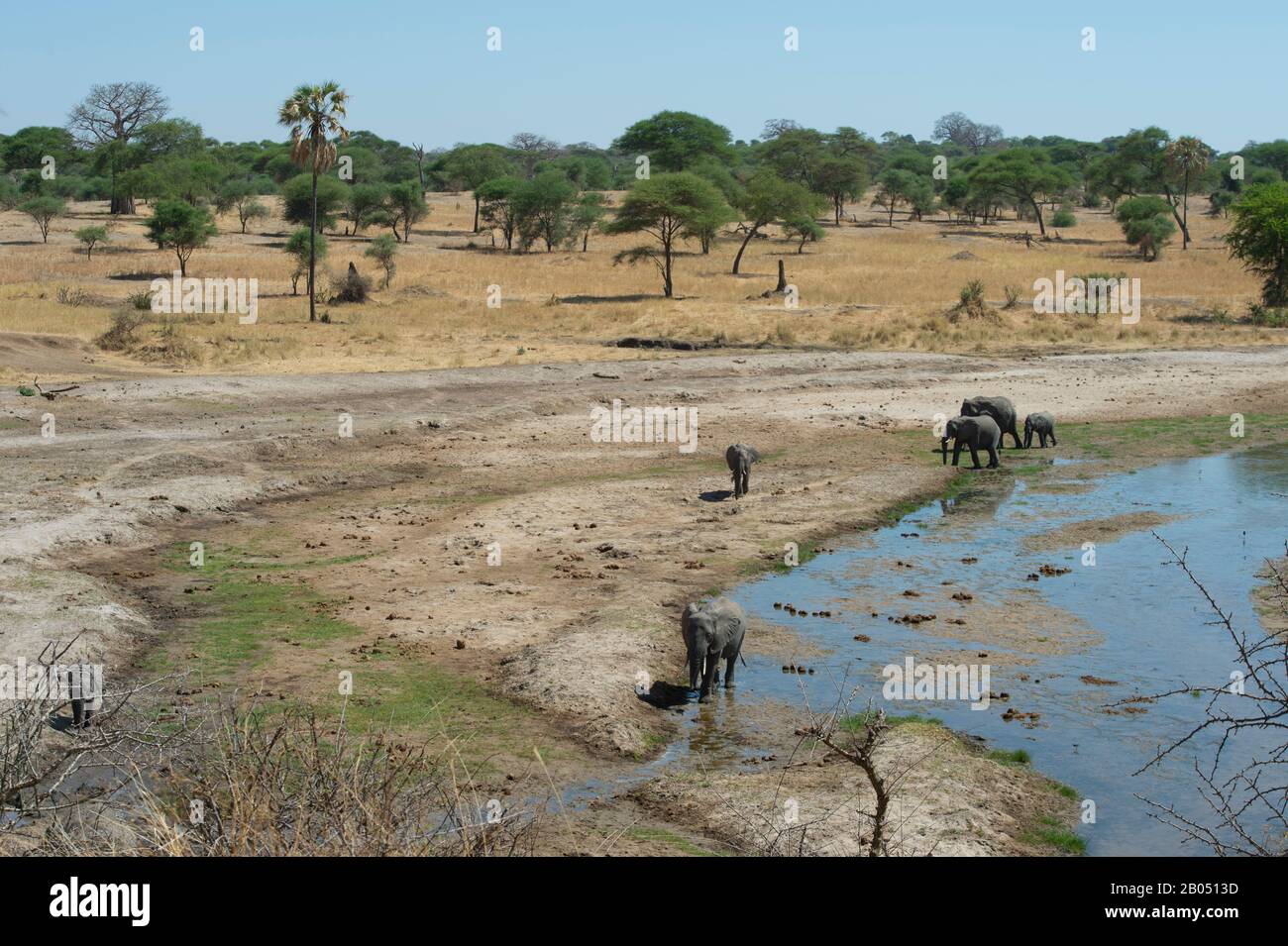 Vue sur les éléphants d'Afrique (Loxodonta africana) dans la vallée fluviale du parc national de Tarangire en Tanzanie, en Afrique de l'est. Banque D'Images