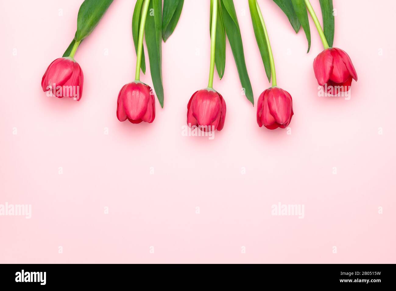 Composition des tulipes rouges sur le fond rose. Couche plate, vue supérieure, espace de copie. Journée femme, fête Des Mères, concept de printemps. Décoration de fleurs Banque D'Images