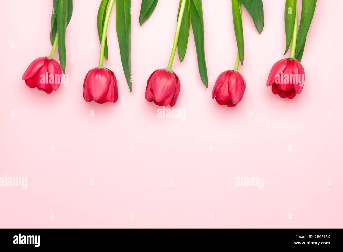 Composition des tulipes rouges sur le fond rose. Couche plate, vue supérieure, espace de copie. Journée femme, fête Des Mères, concept de printemps. Décoration de fleurs Banque D'Images