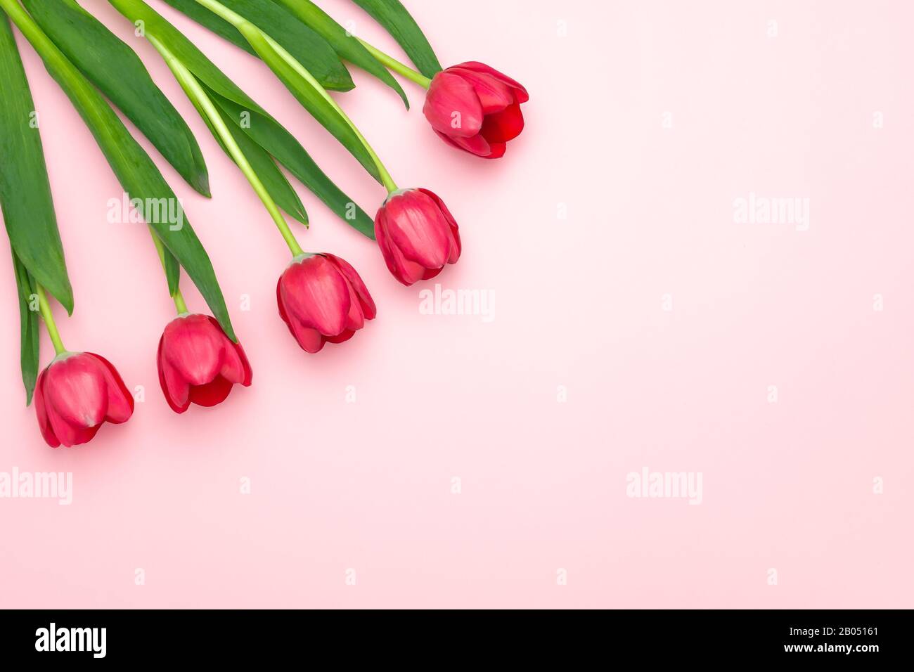 Composition des tulipes rouges sur le fond rose. Couche plate, vue supérieure, espace de copie. Journée femme, fête Des Mères, concept de printemps. Décoration de fleurs Banque D'Images