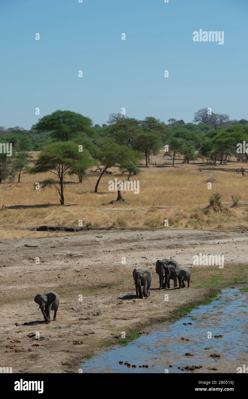 Vue sur les éléphants d'Afrique (Loxodonta africana) dans la vallée fluviale du parc national de Tarangire en Tanzanie, en Afrique de l'est. Banque D'Images