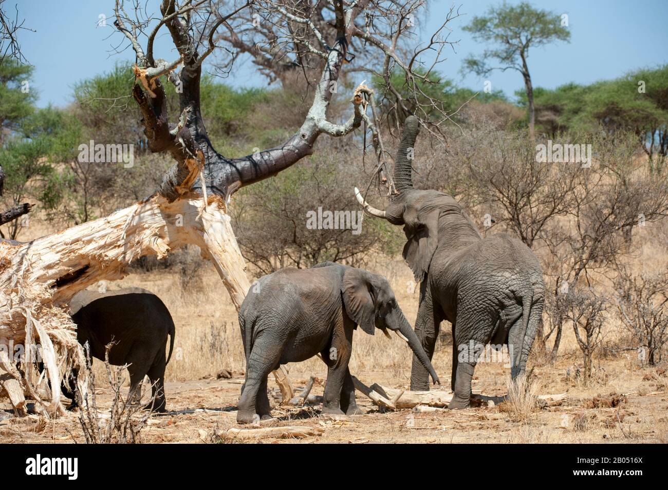 Éléphants d'Afrique (Loxodonta africana) se nourrissant sur un arbre dans le parc national de Tarangire en Tanzanie, en Afrique de l'est. Banque D'Images